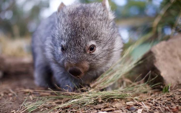 od体育官网-塔斯马尼亚联战术调整，关键球员或将首发出战的简单介绍